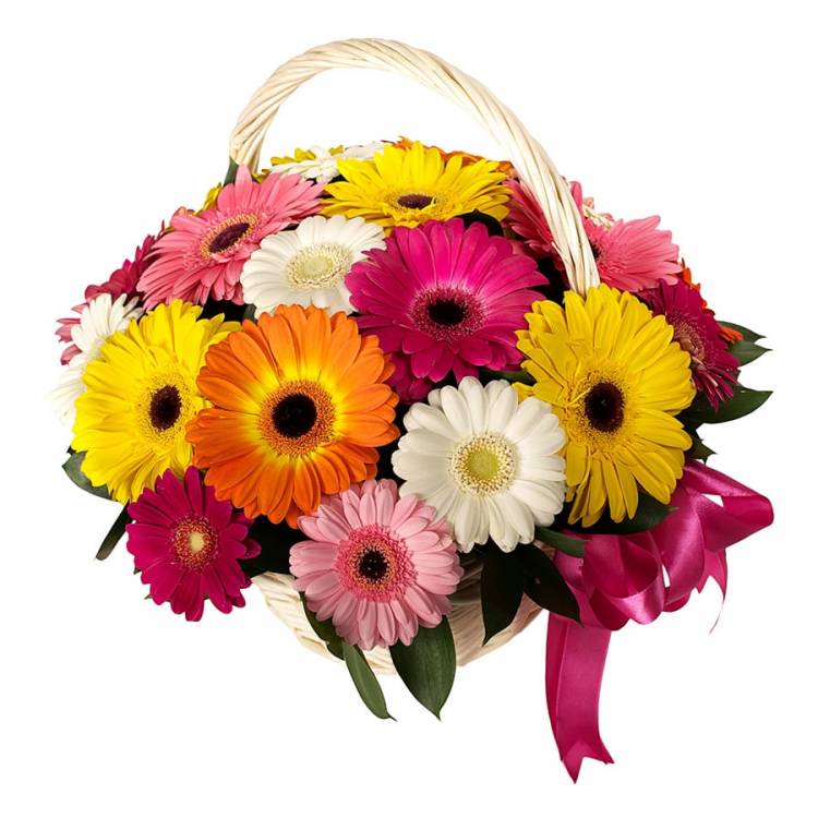 Корзина из гербер "Солнечный рай"